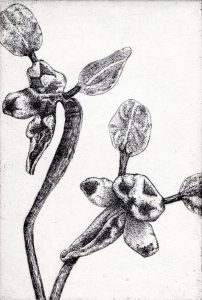 Series: Botanical Beasties